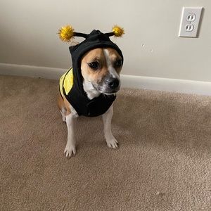 Bumble bee costume